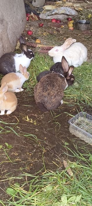 Vindem Iepuri Hycole