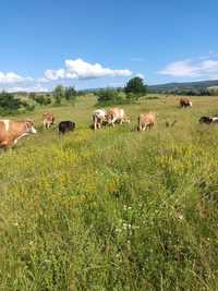 Vind vaci si juninci baltata romineasca