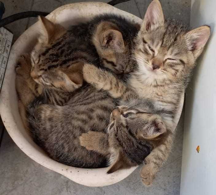 отдам кошечек 1,5-2 месячные в добрые руки