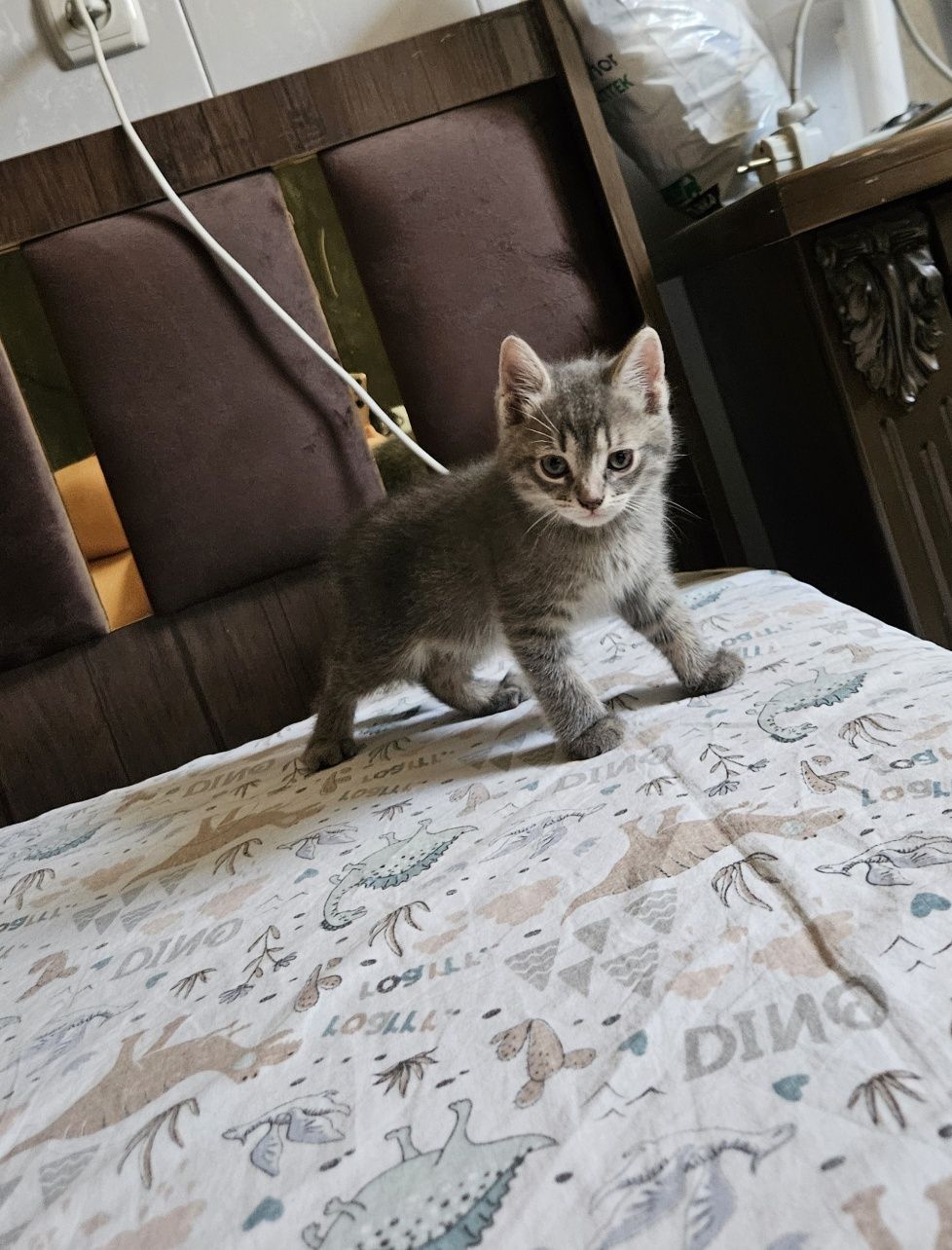 Продаются котята / Кошки /Коты /котятаМушуклар сотилади /Mushuklar sot