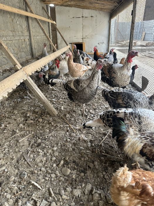 Продам индющек молодых годовалых