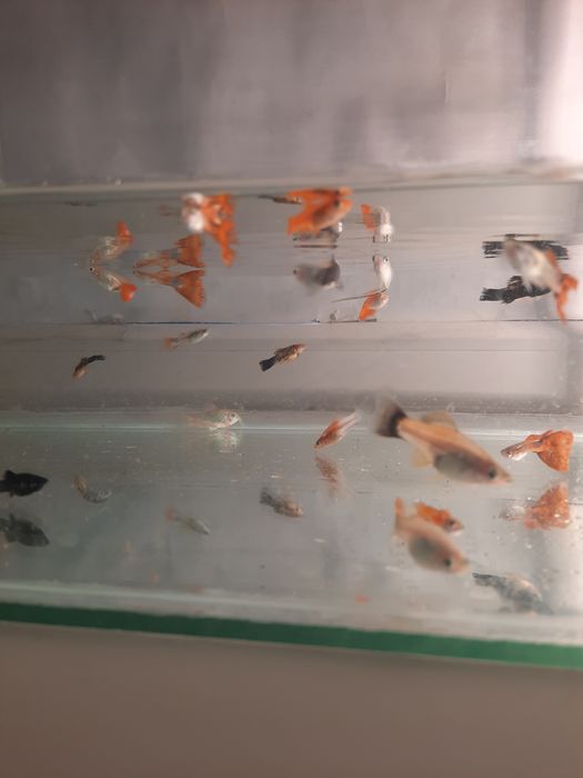 Продам аквариумные рыбу меченосец и гуппи