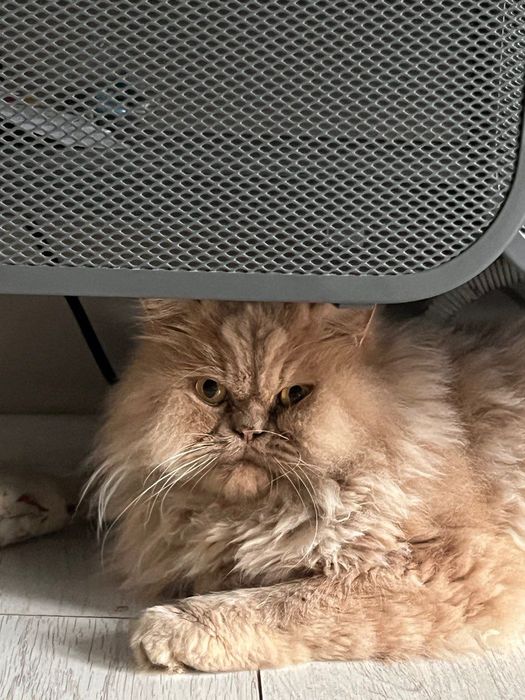 Персийски котарак търси нов дом