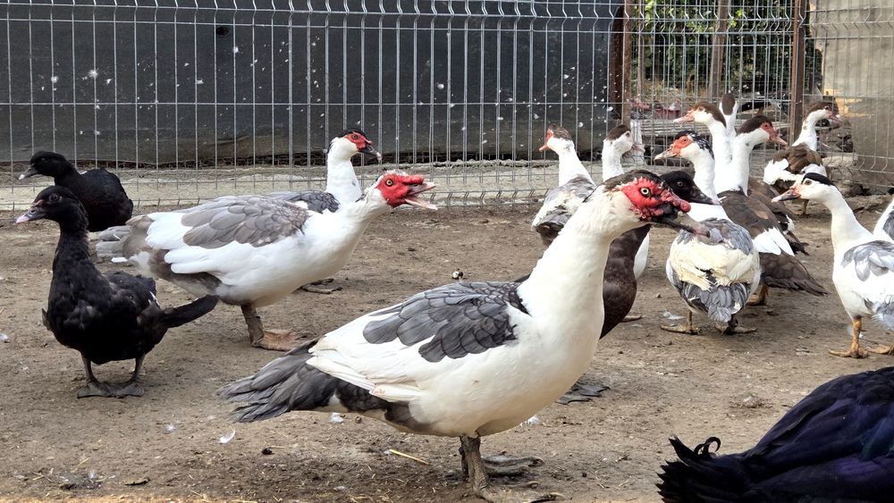 Rate lesesti (mute) cotofana. Diaponibile 2 culori