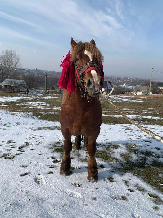 Vând armăsar 3ani sau schimb pe oi