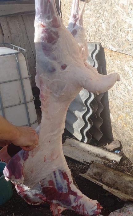 Продам баран валухи,и ярочки жирные 2600за кг