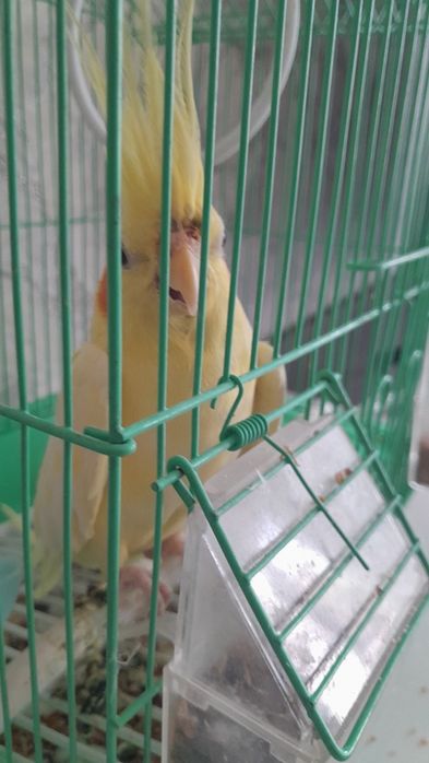 Продам попугая Корелла