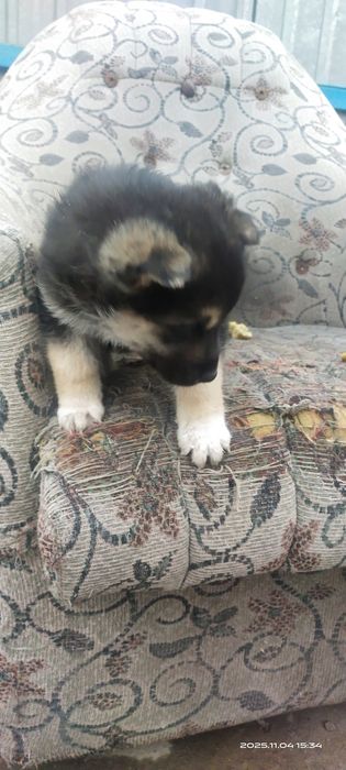 Продается Щенок девочка