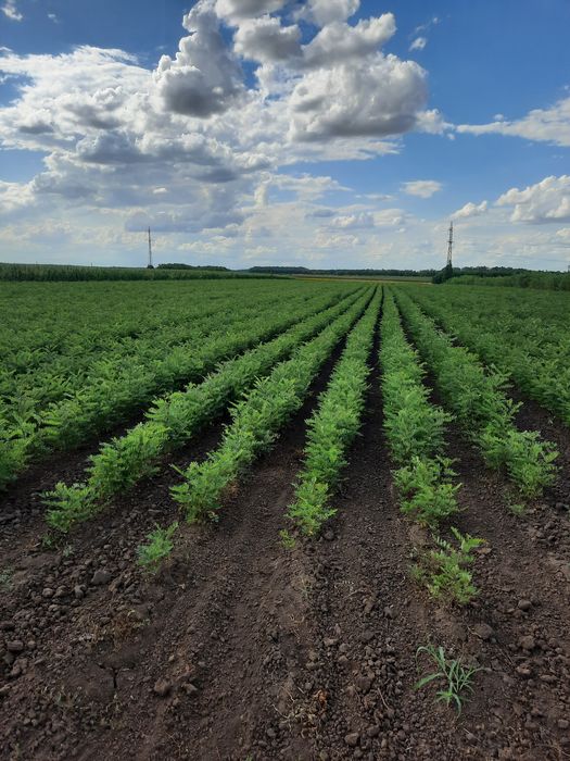 Puieti de vanzare anul 1 - pret 0,60 bani
