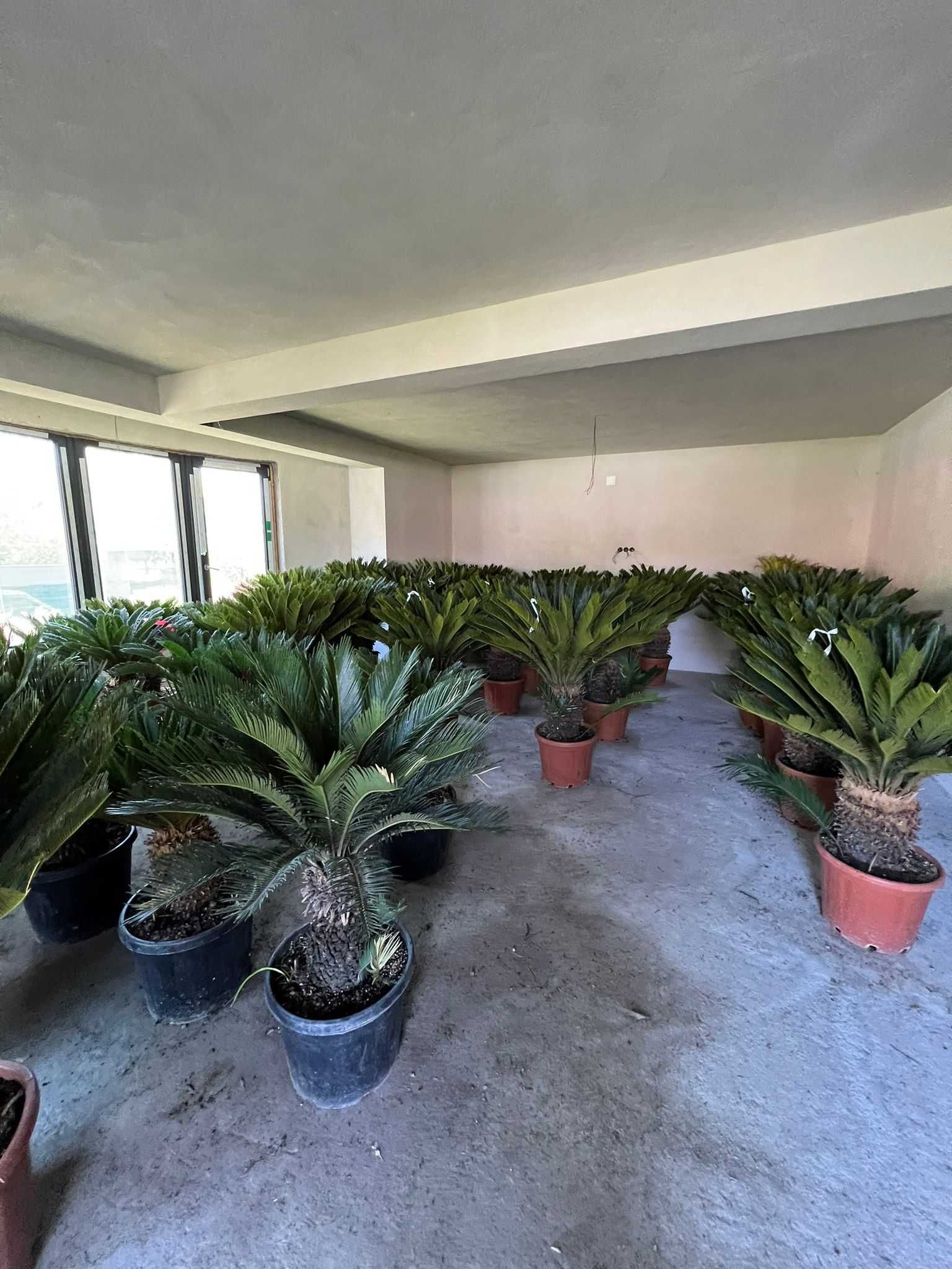 Plante ornamentale direct din pepinieră – fără riscuri!