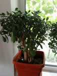 Planta de jad (Copacul banilor ),crassula  ovata