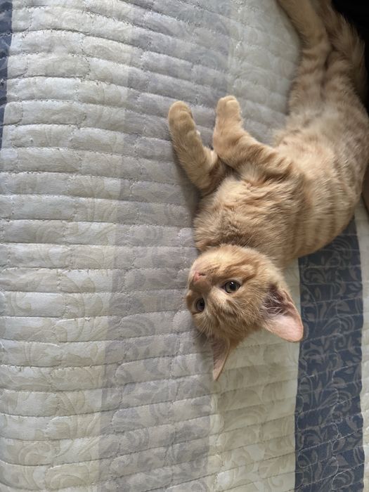 Кошечка продается бесплатно