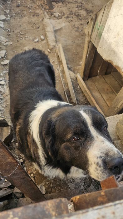 Алабай для вязки