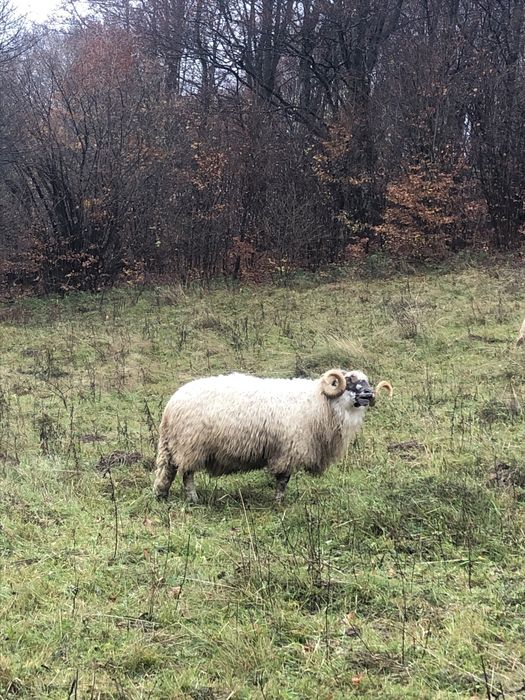 Vand 6 oi si un berbec