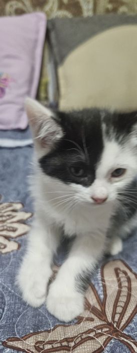 Продаю породестых котят