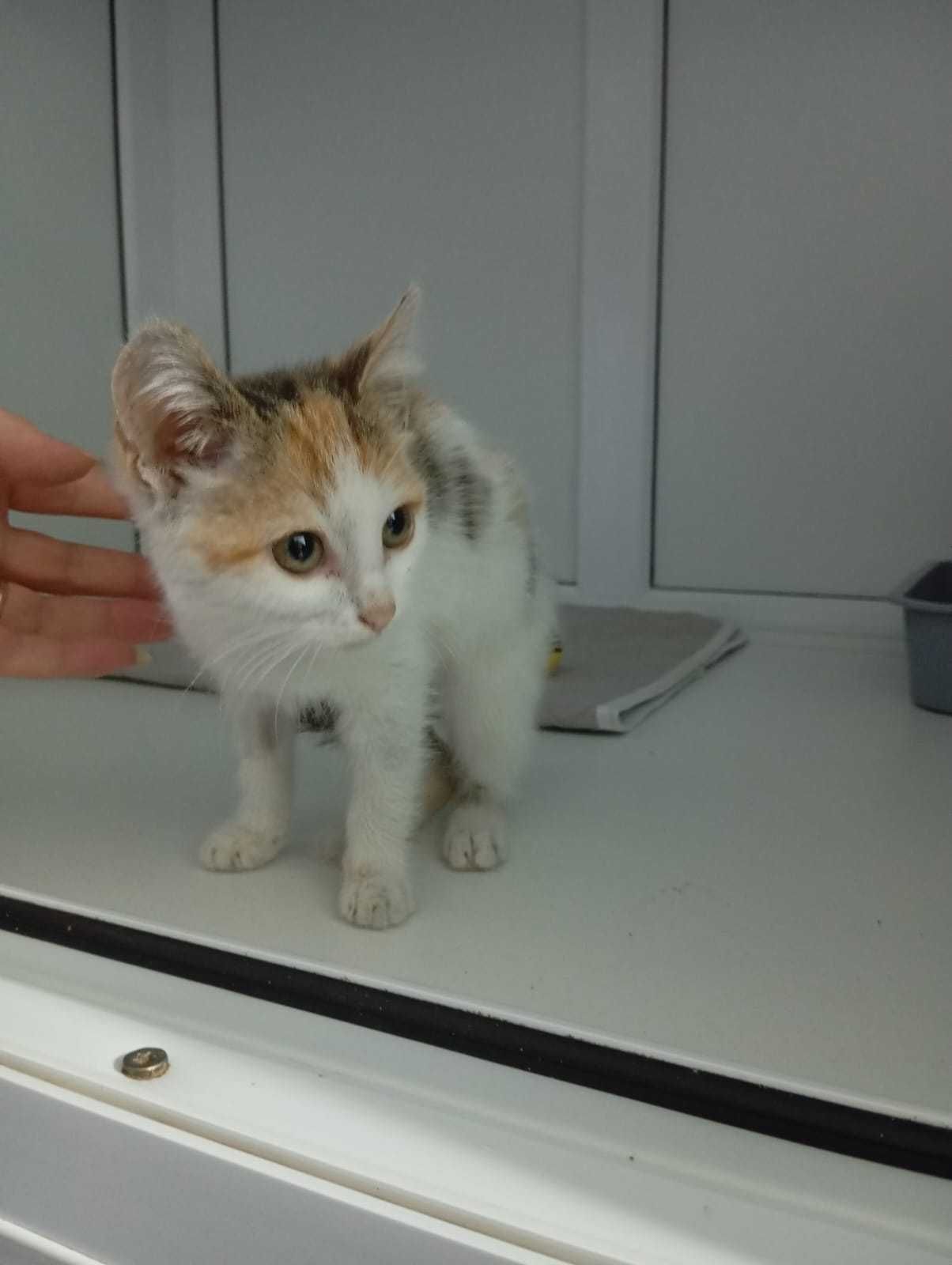 Котёнок (девочка, 2,5-3 месяца) ищет дом.