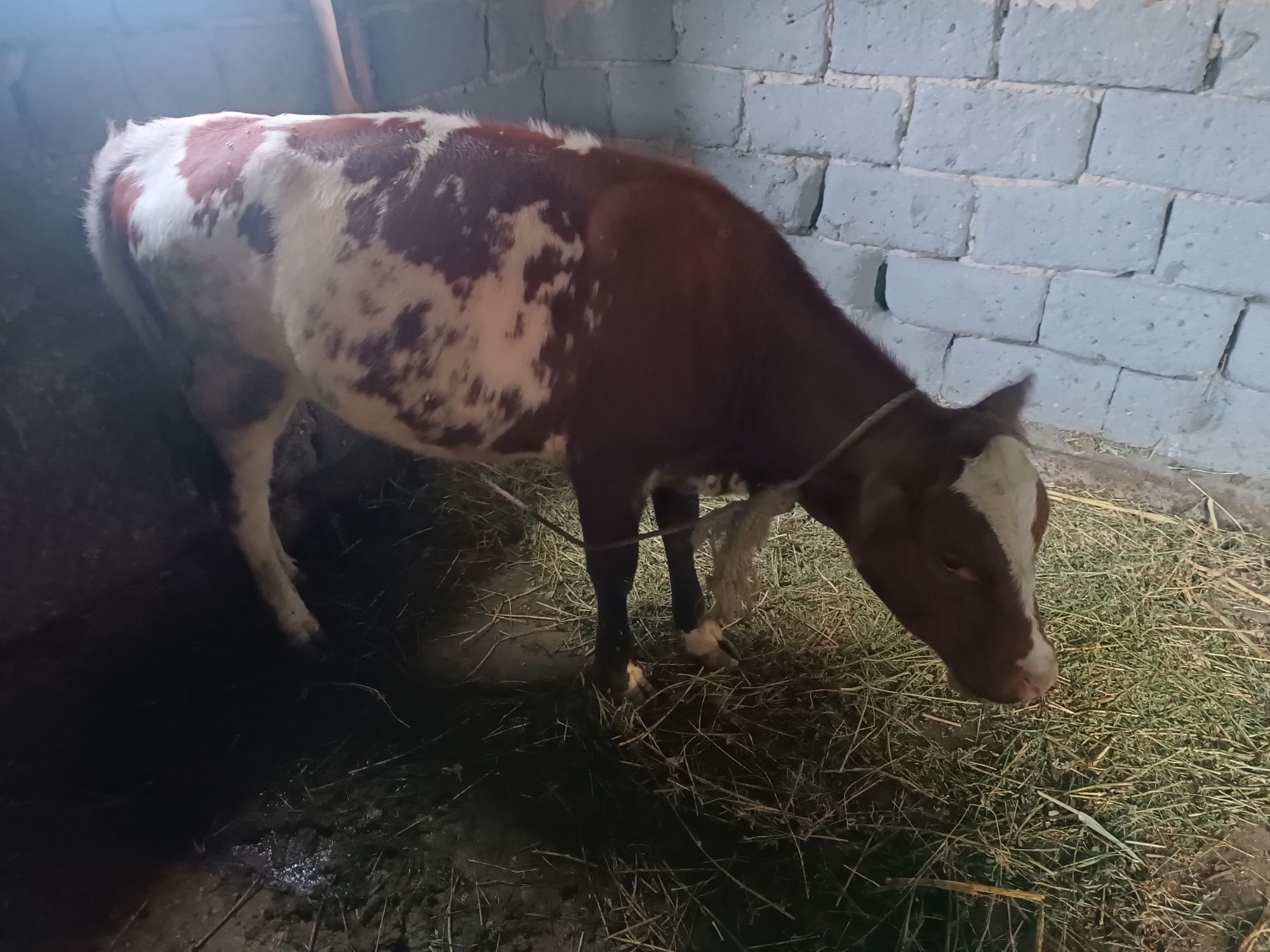 Продаются коровы срочно