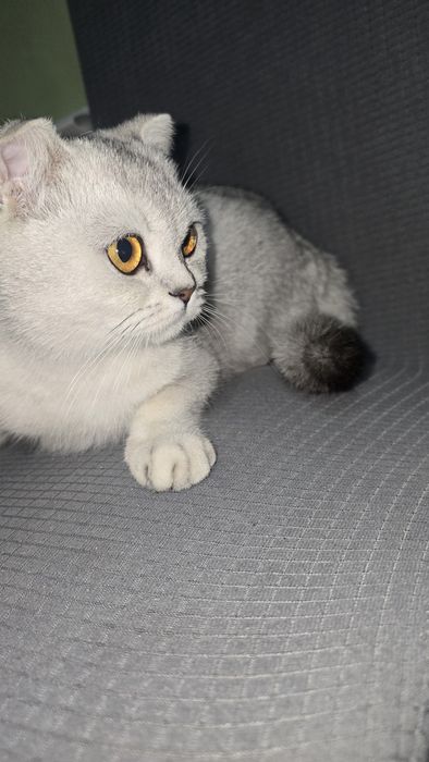 Шотландская девочка скотиш чистокровная девочка 10 месяцев