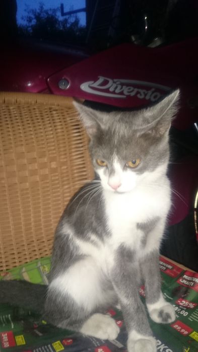 Adopție pisici mici