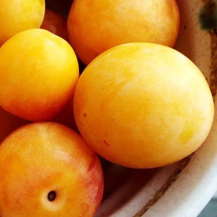 Prun Bianca di Milano