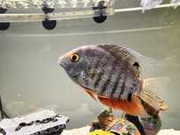 Donez urgent ciclida africana