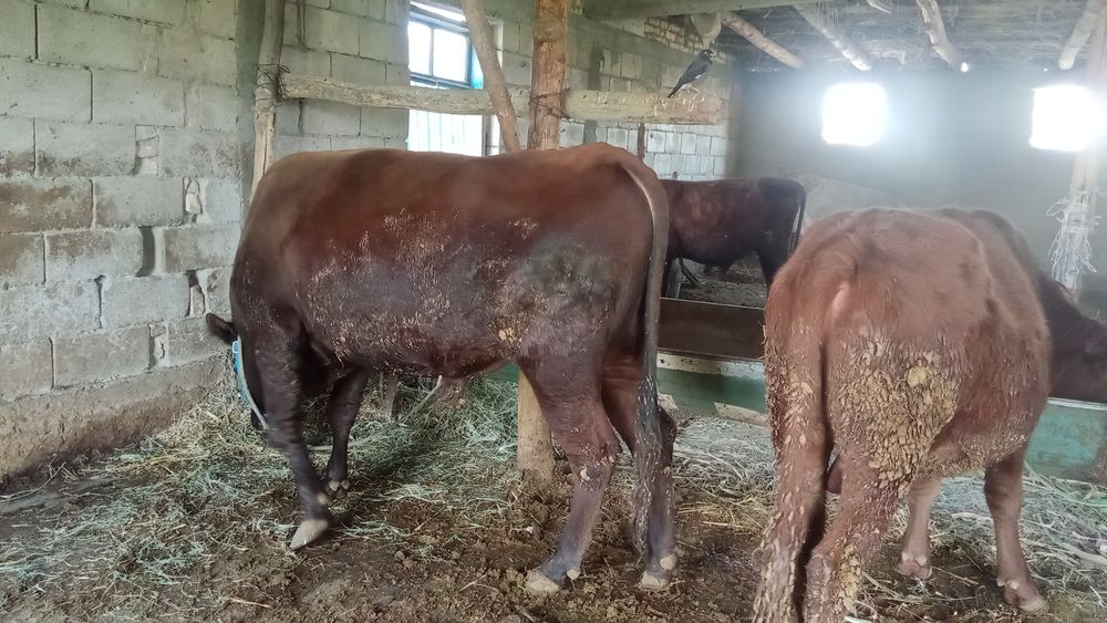 2 yoshli boqishga tayyor hoʻkiz