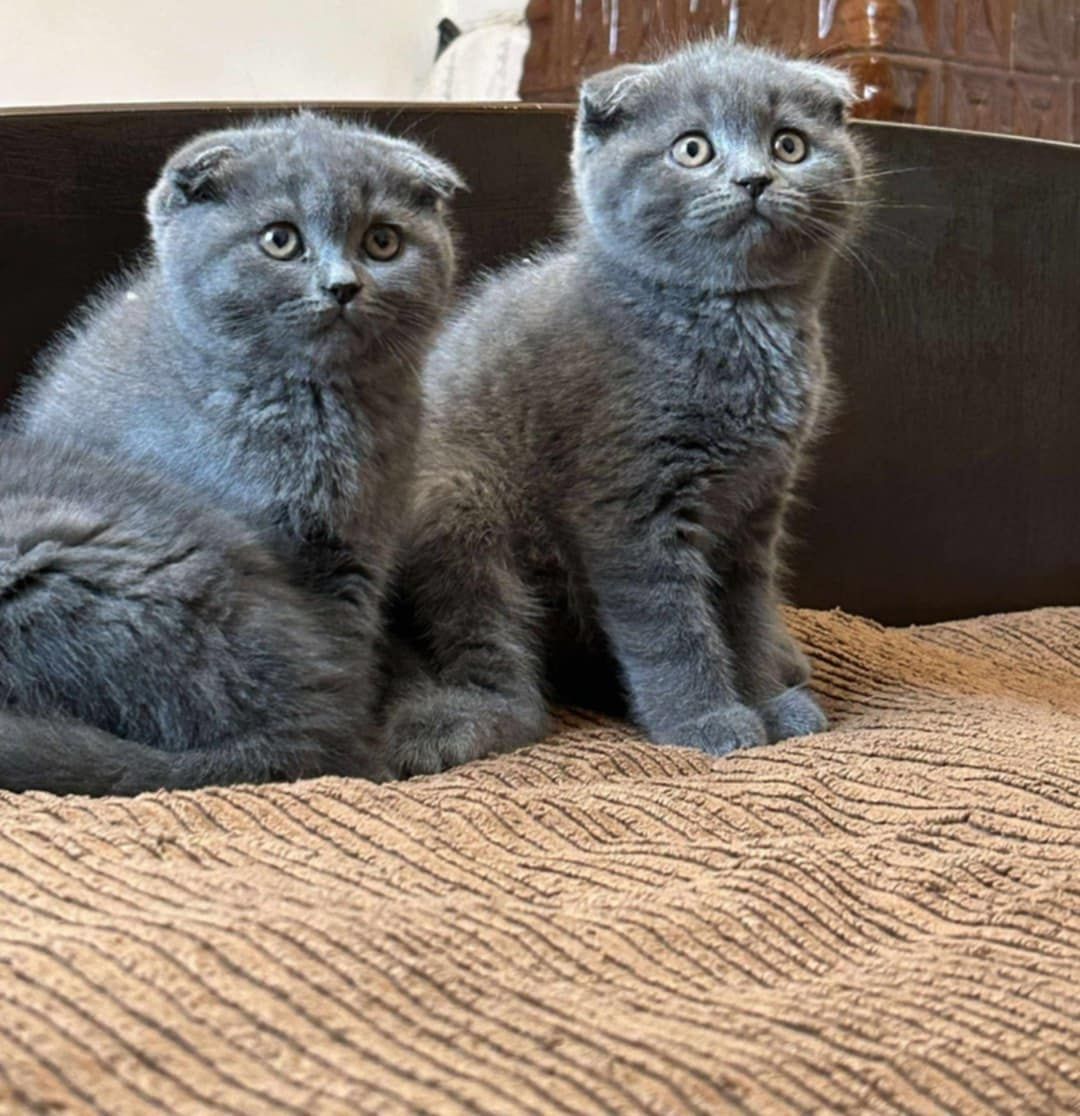 British-scottish fold