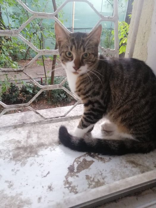 Donatie pisoi cuplu mama + un pui