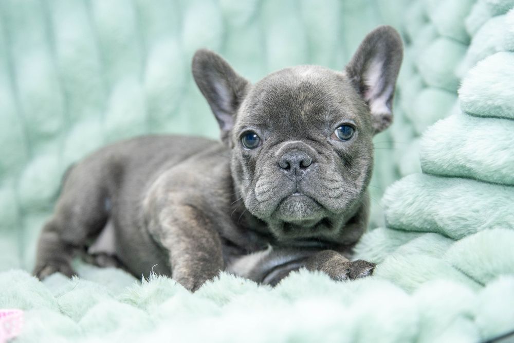 bulldog francez blue