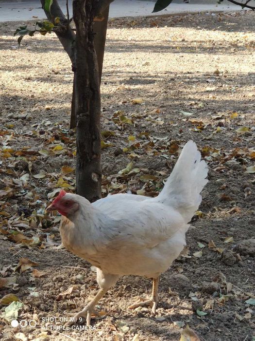 tovuqlar: tuxum qo'yadigan