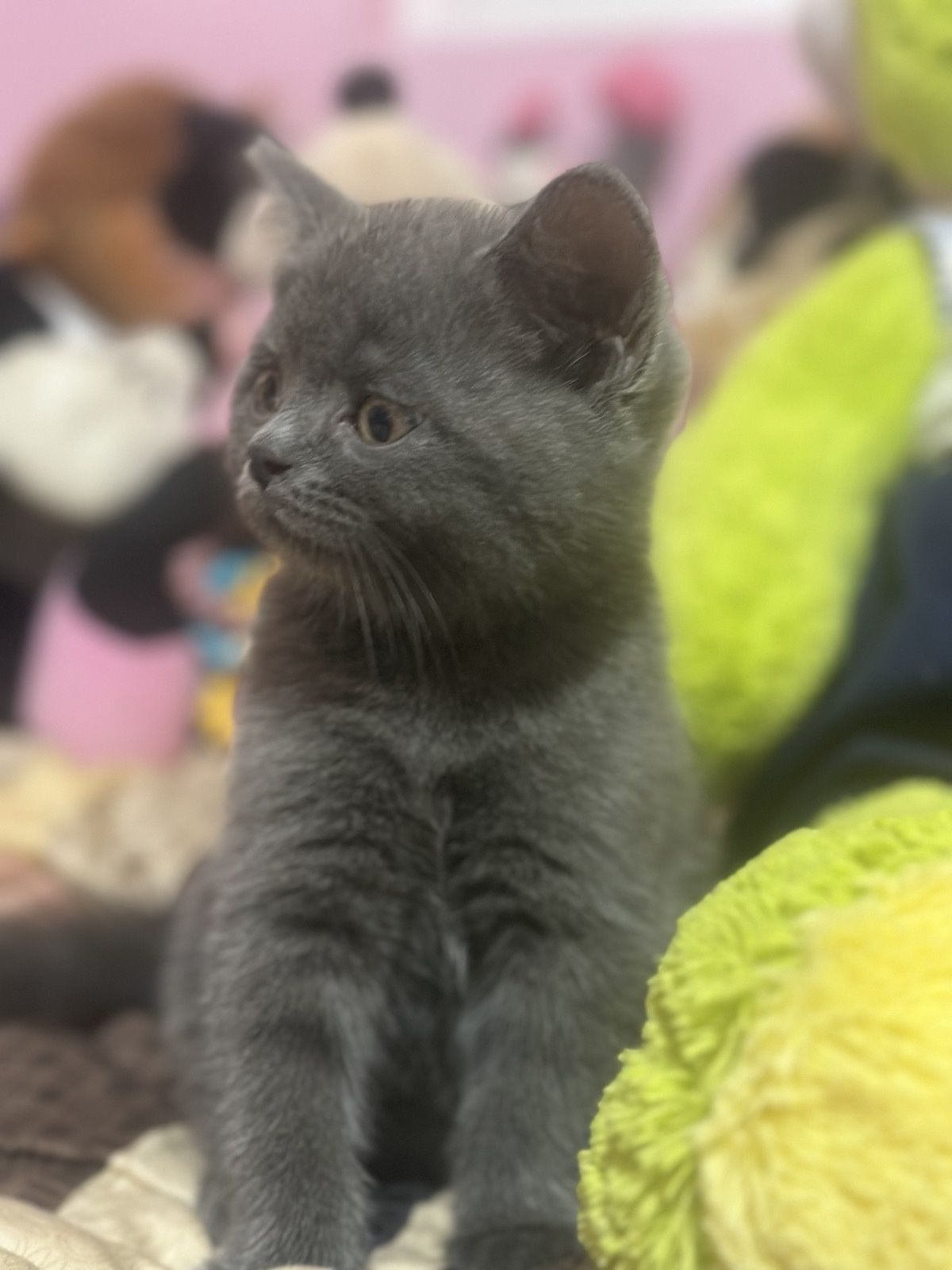 Британски котета