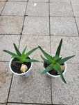 Aloe Vera Цвете  Лечебно Алое Вера