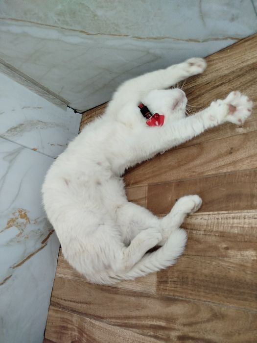 Skotish strayt homilador mushuk sotiladi