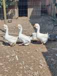 Schimb familie gaste holmogor