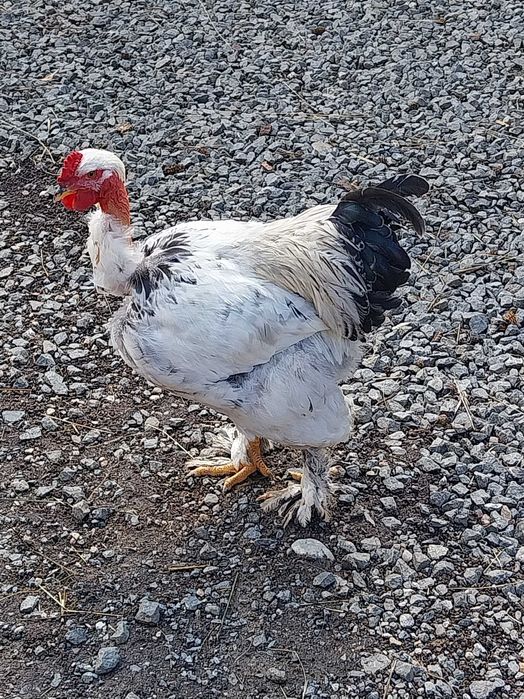 Cocosi de vânzare
