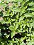 Menta de ciocolata