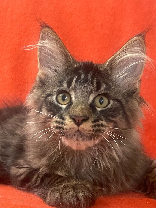 Maine Coon cu părinții campioni