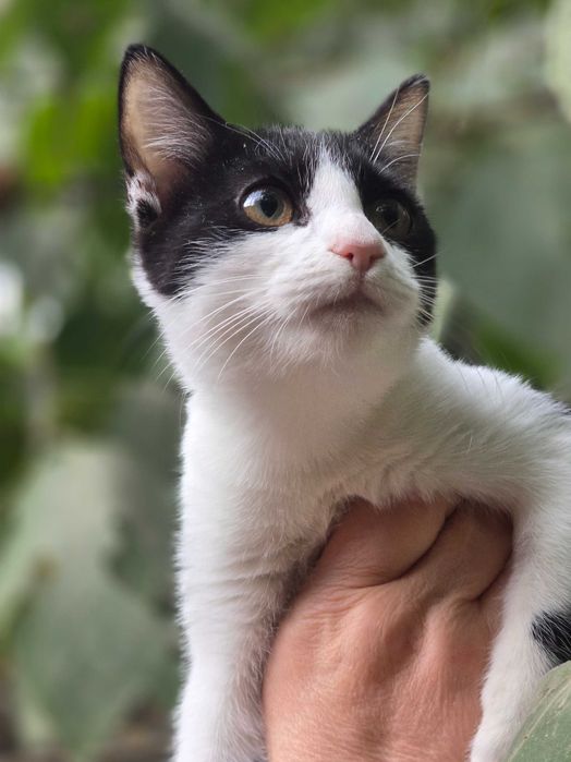 Малыш ищет семью!