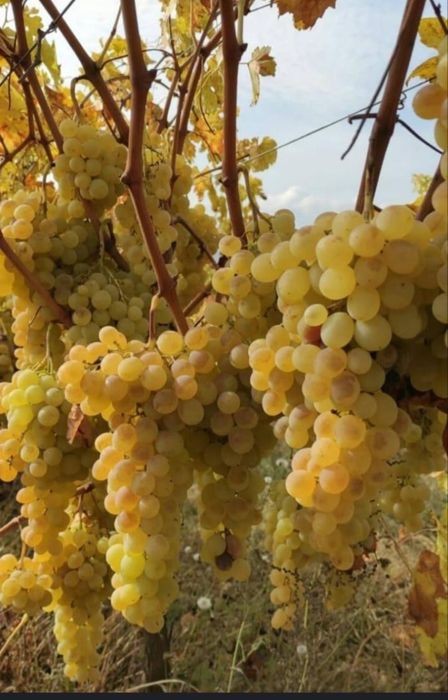 „Struguri de vin 2025 – livrare rapidă în toată țara”