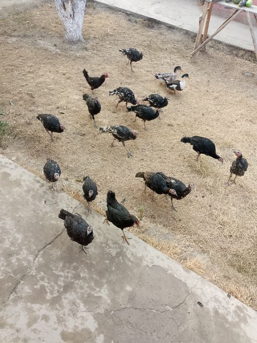 Kurkalar sotiladi