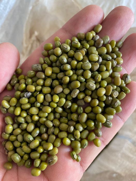 Маш, фасоль, рис лазер, лобия