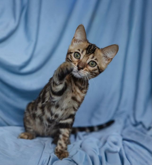 Бенгальский котенок