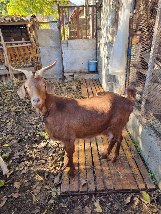 Продавам млада коза