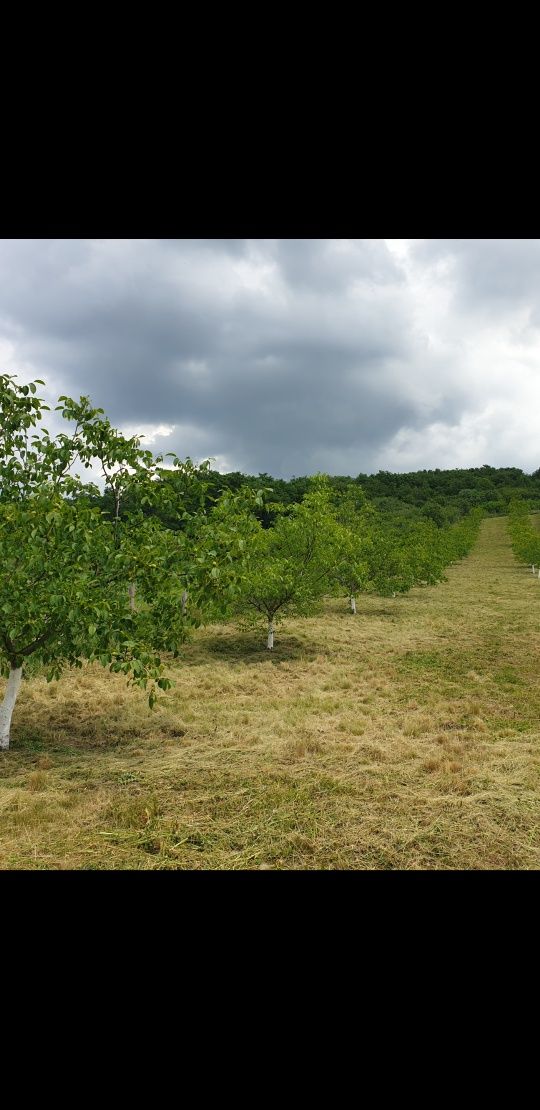 Livada de nuci de vanzare