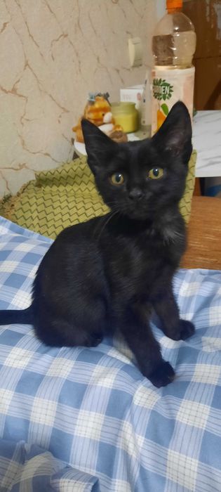 котенок 3,5 месяца бесплатно