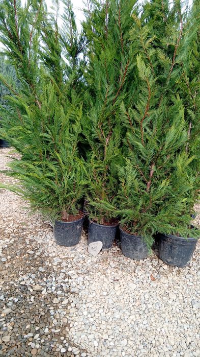 Chiparosi leilandi photinia