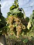 Struguri vin masa feteasca aligote cesla chassellas