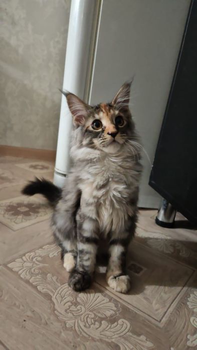 Котята мейнкун из питомника
