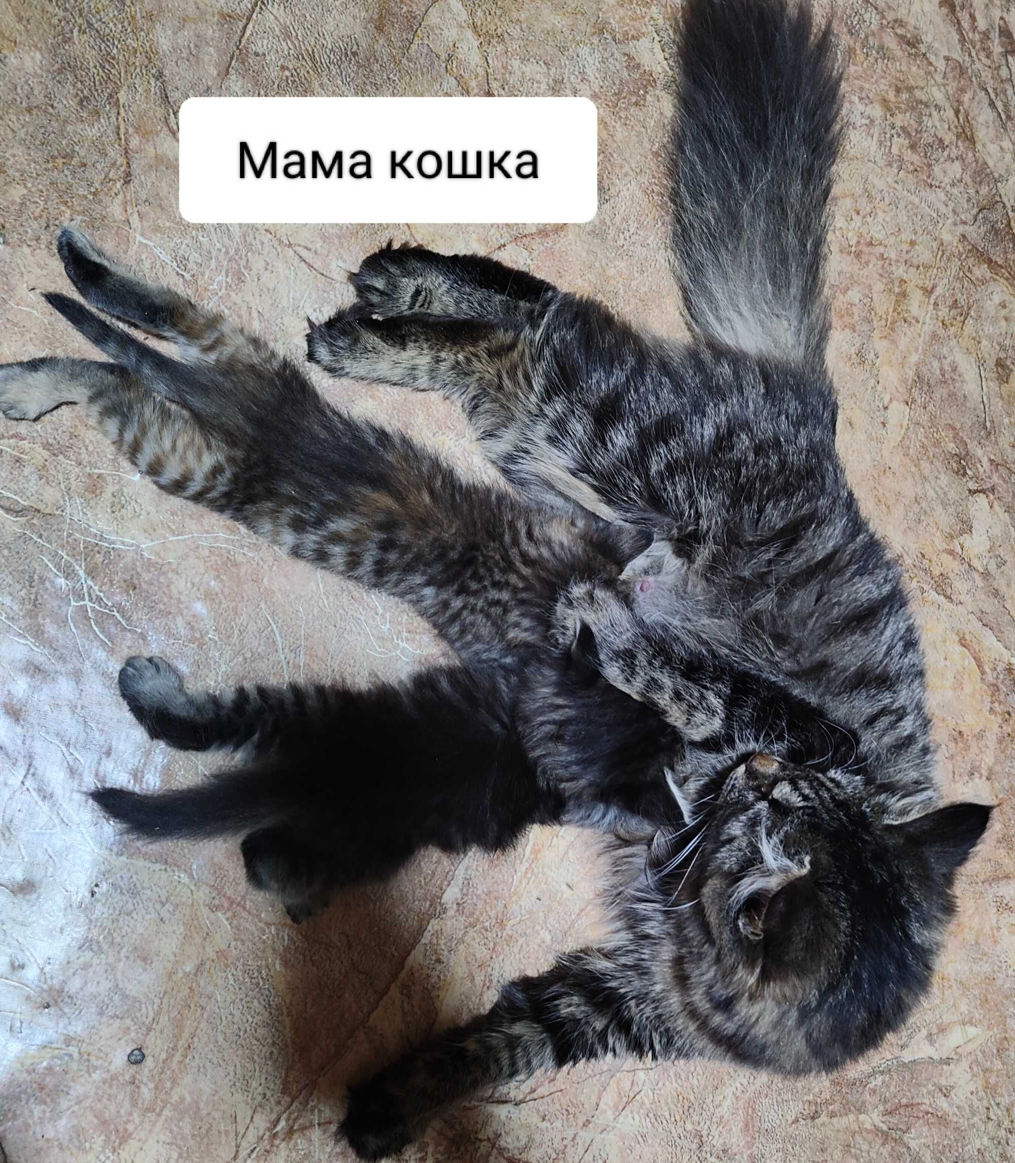 Котята бесплатно