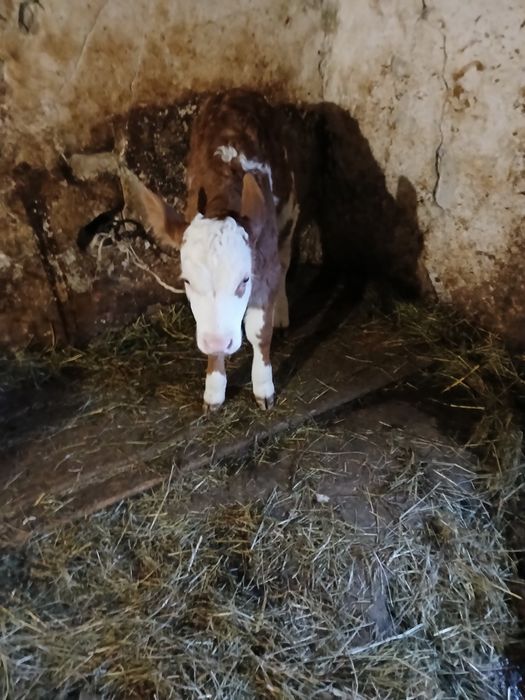 Vand jurinca cu vitea